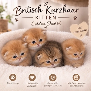 Reinrassige Britisch Kurzhaar (BKH) Kitten