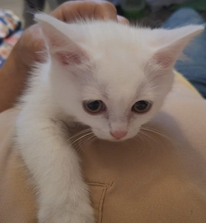 bkh kitten kater katze Babykatzen 