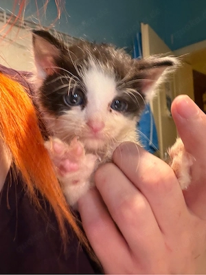  4 süße BKH-Maine-Coon-Perser-Mix Kitten suchen ein liebevolles Zuhause
