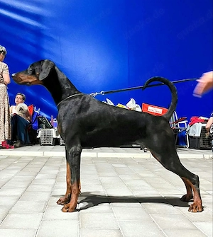 Dobermann weibchen