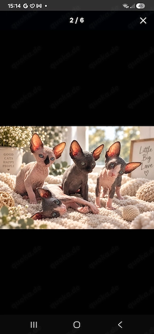 Sphynx Katzen
