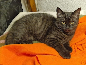BKH Kitte Mädchen sucht neuen Dosenöffner 