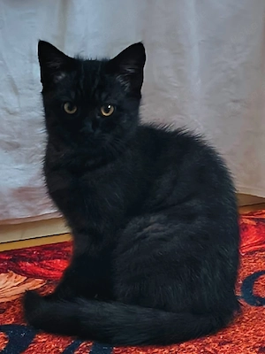 BKH Mädchen sucht neuen Dosenöffner 