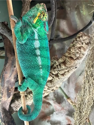 Pantherchamäleon "Furcifer paradalis"