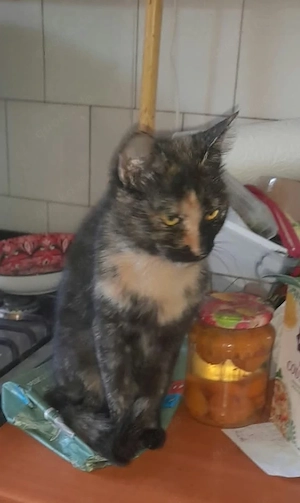 Sindy, 1 Jahr, lieb, schildpatt