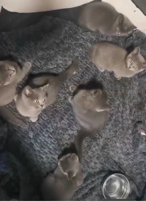 Reinrassige Bkh kitten 