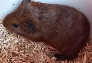 wunderschön Meerschweinchen 