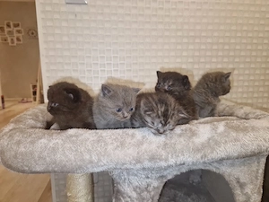 Süße reinrassige Britisch Kurzhaar Kitten zu verkaufen