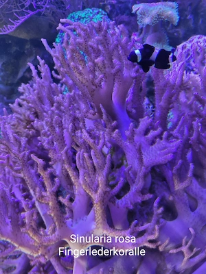 Sinularia rosa Fingerlederkoralle Aquarium Koralle Meerwasser Weichkoralle 