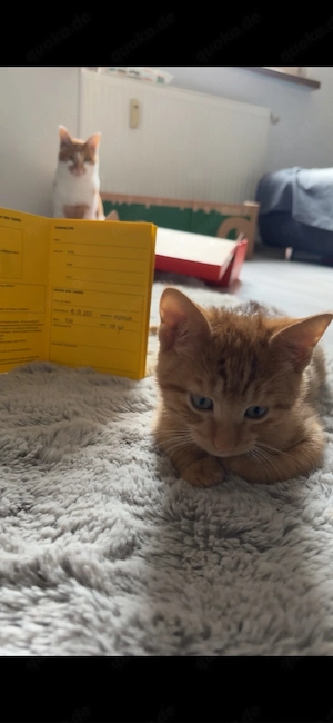schwarz & rote EKH Kitten suchen ein liebevolles Zuhause <3