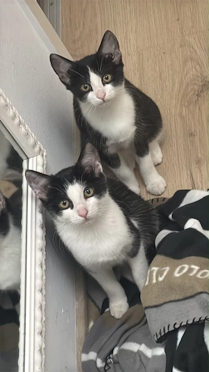 Zwei junge Katzen zu verkaufen 