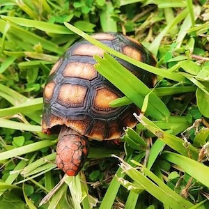  Kirschkopf-Rotfußschildkröte (Chelonoidis carbonarius