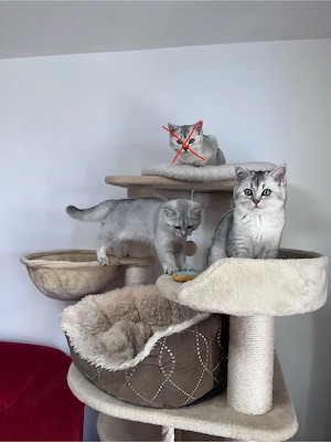 BKH Reinrassige Kitten.