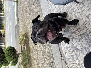 American Pocket Bully  Cali  sucht neues Zuhause 