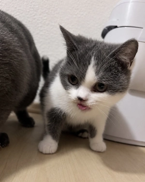 BKH-Kitten sofort abgabebereit
