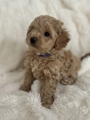 Maltipoo welpen