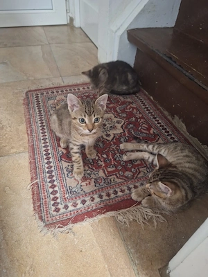 Bengal  Abissinier Kitten