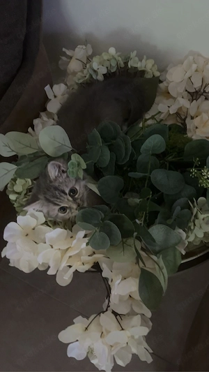 BKH Kitten 