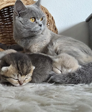 BKH Kitten