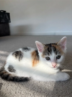 **   Süße Katzenbabys suchen ein liebevolles Zuhause   **