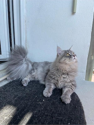 Maine Coon Kater 