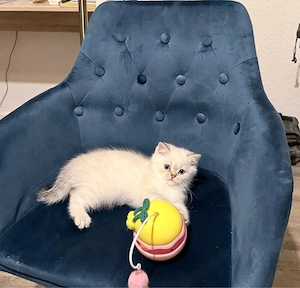 BKH-Kater Pete (Point-Fell & blaue Augen)