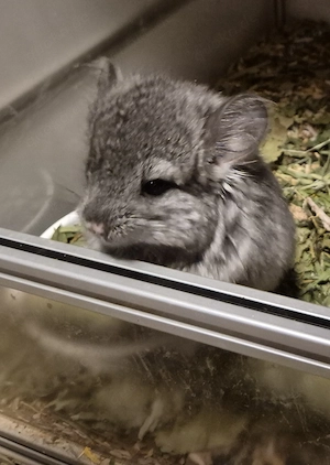 Chinchillababy sucht Dich! 