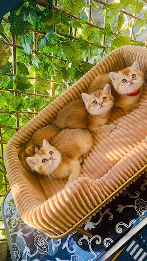 Wunderschöne BKH Kitten in Golden Tabby Ticked (Junge & Mädchen)