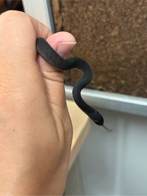 Dasypeltis Atra Eierschlange 