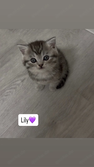 zwei süße Kitten 