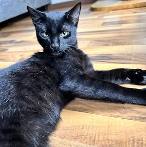 Kater Spuky sucht liebevolles neues Zuhause 