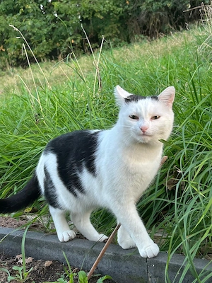 Eddy ist jetzt mu-tiger # Tierschutz 