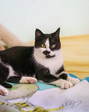 Hilda sucht noch ihr Zuhause # Tierschutz 