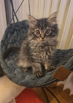 3 Maine Coon Kater suchen ihren Menschen.