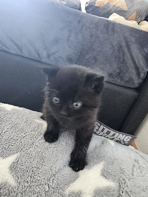 Perser mix Kater in gute Hände 