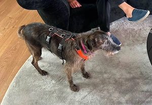 PIXIE    braucht ganz schnell ein neues Zuhause.