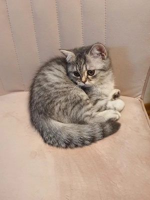 Süße Kitten 