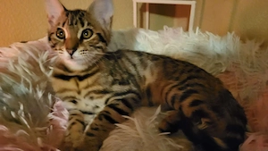 Wunderschöne Maine Coon Bengal Kitten 