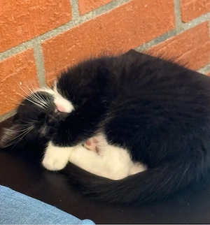 Katze | Kater | Kätzchen | Geschwister 
