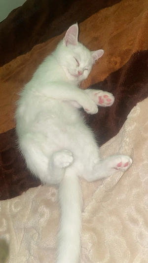 Weißer Britisch Kurzhaar Kater   6 Wochen alt
