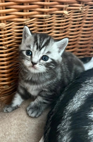BKH Babykatze abzugeben 