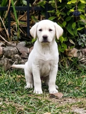 Wir haben ab sofort süße Labrador Welpen abzugeben 