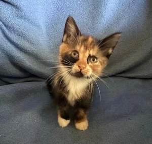Kitten suchen neues zuhause
