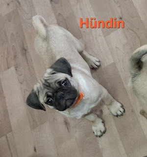 Retro Mops Welpen suchen ihre Familie 