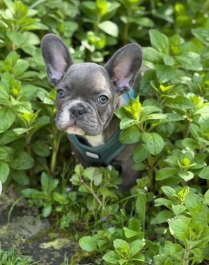 Französische Bulldogge welpen 