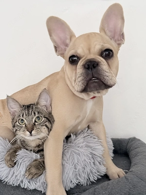  Französisch Bulldogge Hündin