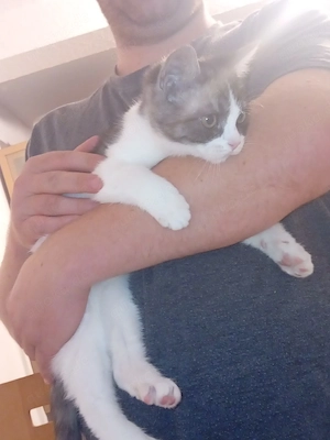 junges Katerchen sucht nach einem zuhause