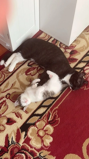    Zwei süße Katzen suchen ein liebevolles Zuhause   