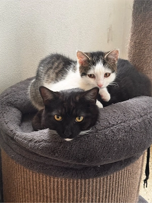    Zwei süße Katzen suchen ein liebevolles Zuhause   