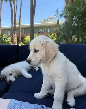 Wunderschöne Golden-Retriever-Welpen   3 Monate alt